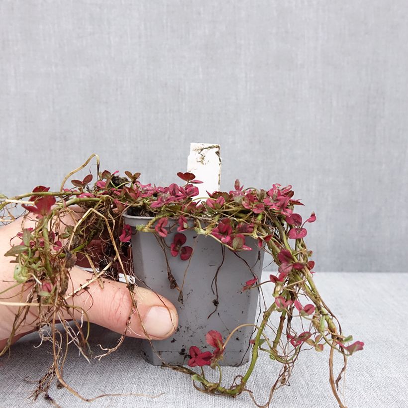 Trifolium repens Isabella 8/9 cm pot sample as delivered in winter