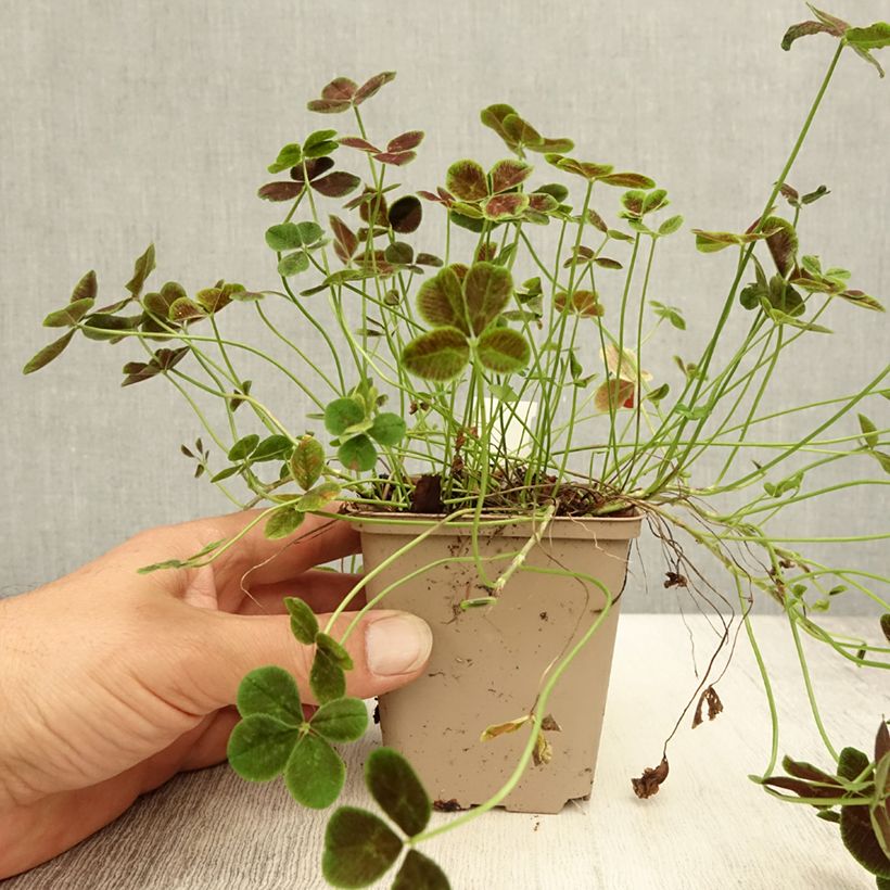 Trifolium repens Pentaphyllum 8/9 cm pot sample as delivered in summer
