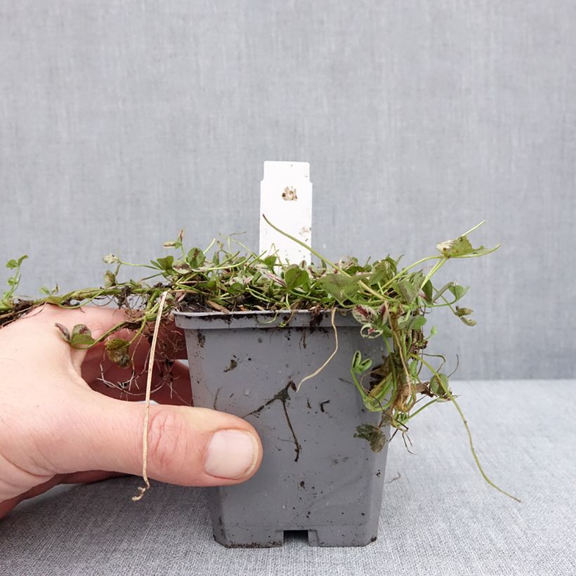 Trifolium repens Sweet Mike 8/9 cm pot sample as delivered in winter