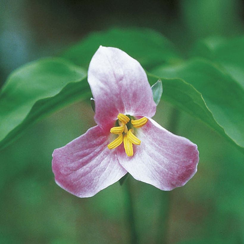 Trillium catesbaei (Flowering)