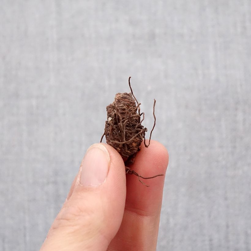Trillium catesbaei Bulb size I sample as delivered in spring