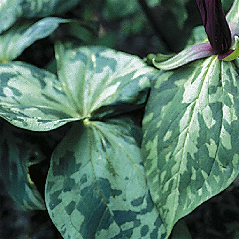 Trillium cuneatum (Foliage)