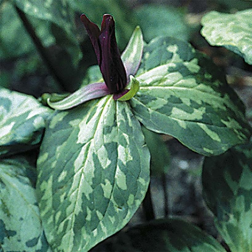 Trillium cuneatum (Flowering)