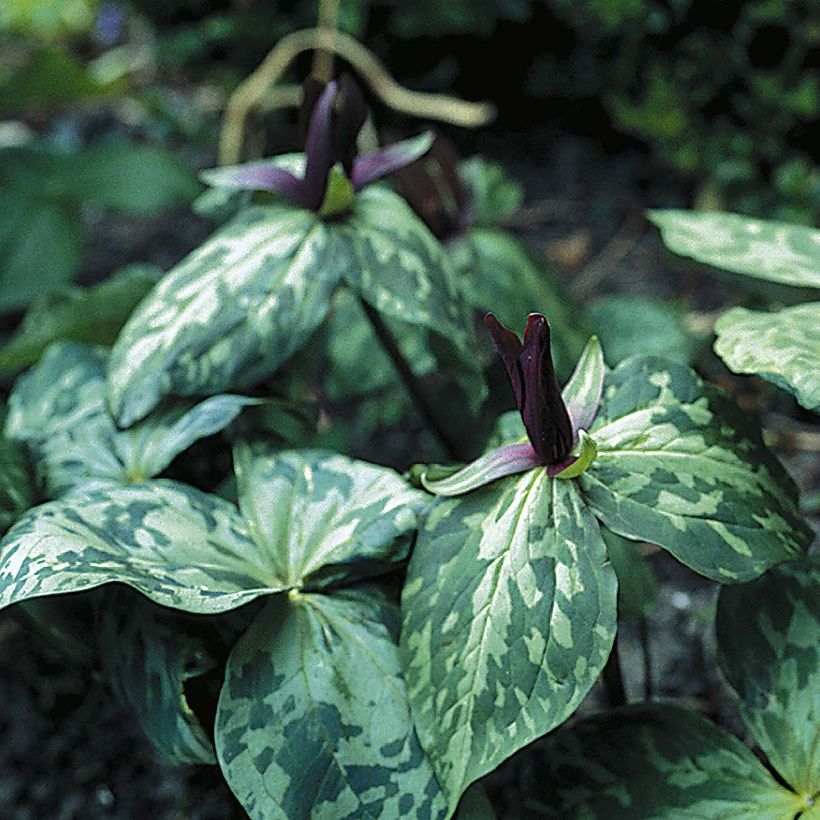 Trillium cuneatum (Plant habit)