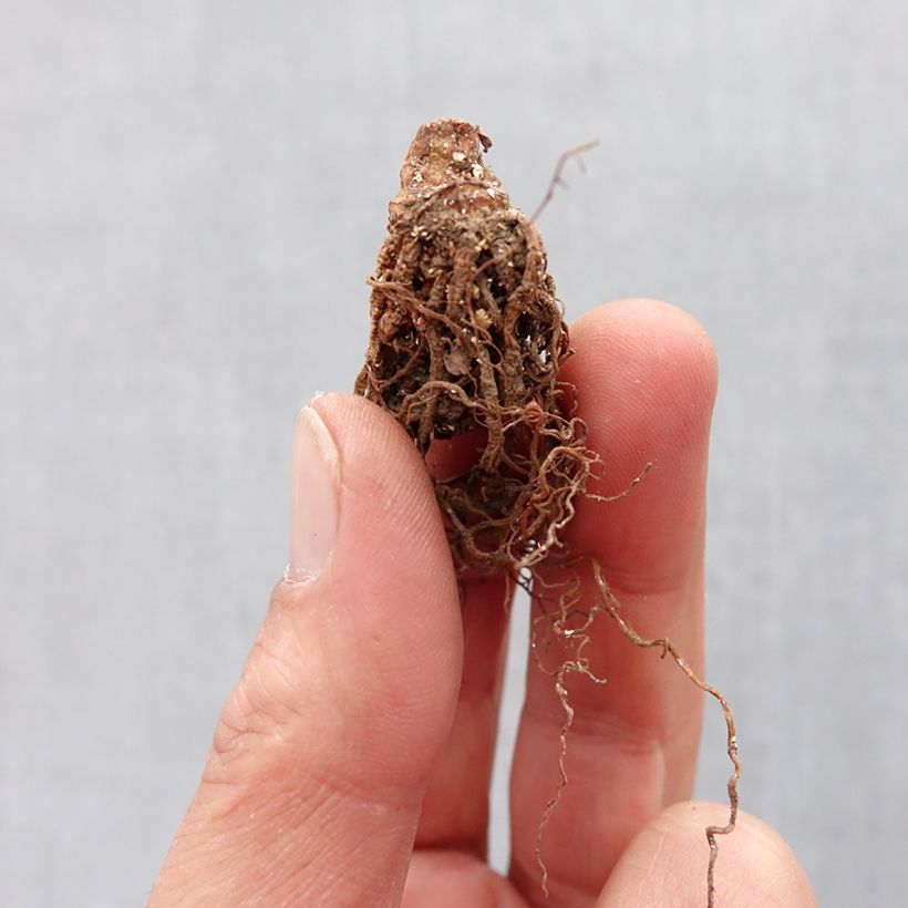 Trillium erectum Bulb size I sample as delivered in spring