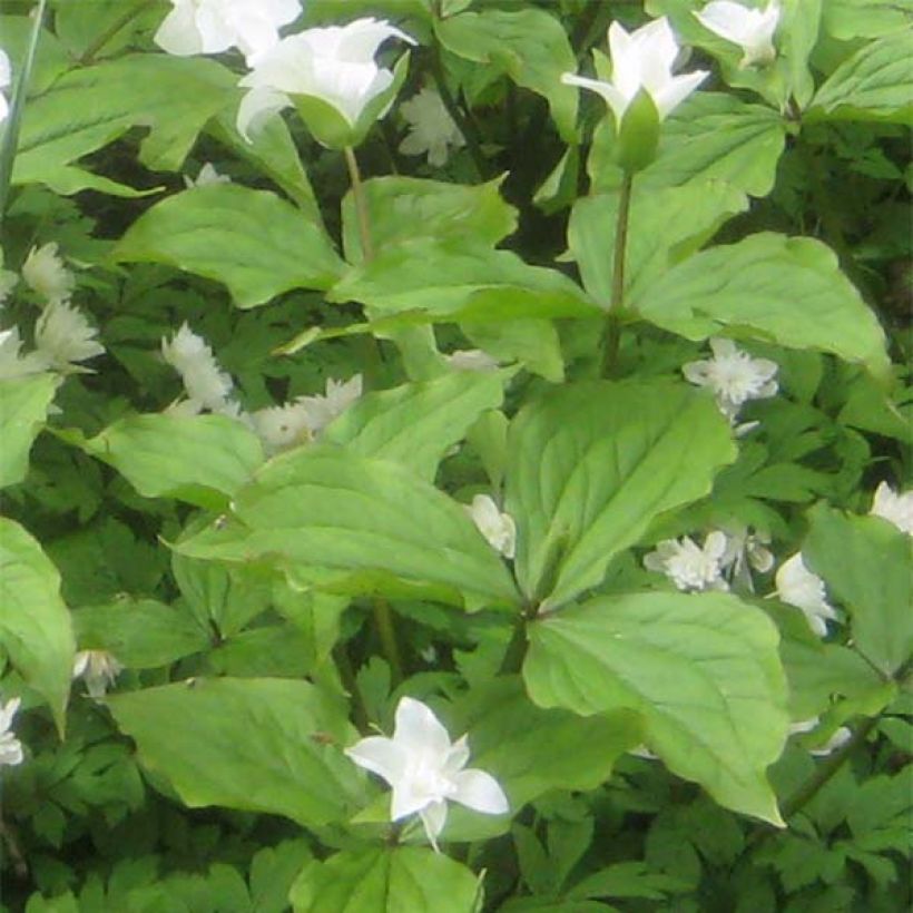 Trillium grandiflorum Flore Pleno (Foliage)