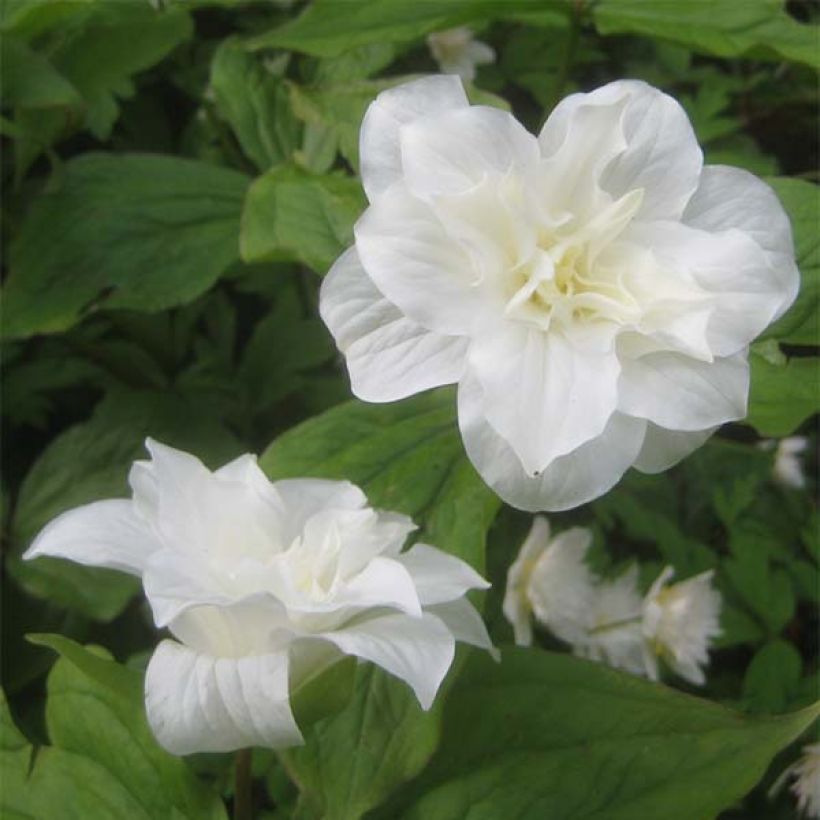 Trillium grandiflorum Flore Pleno (Flowering)