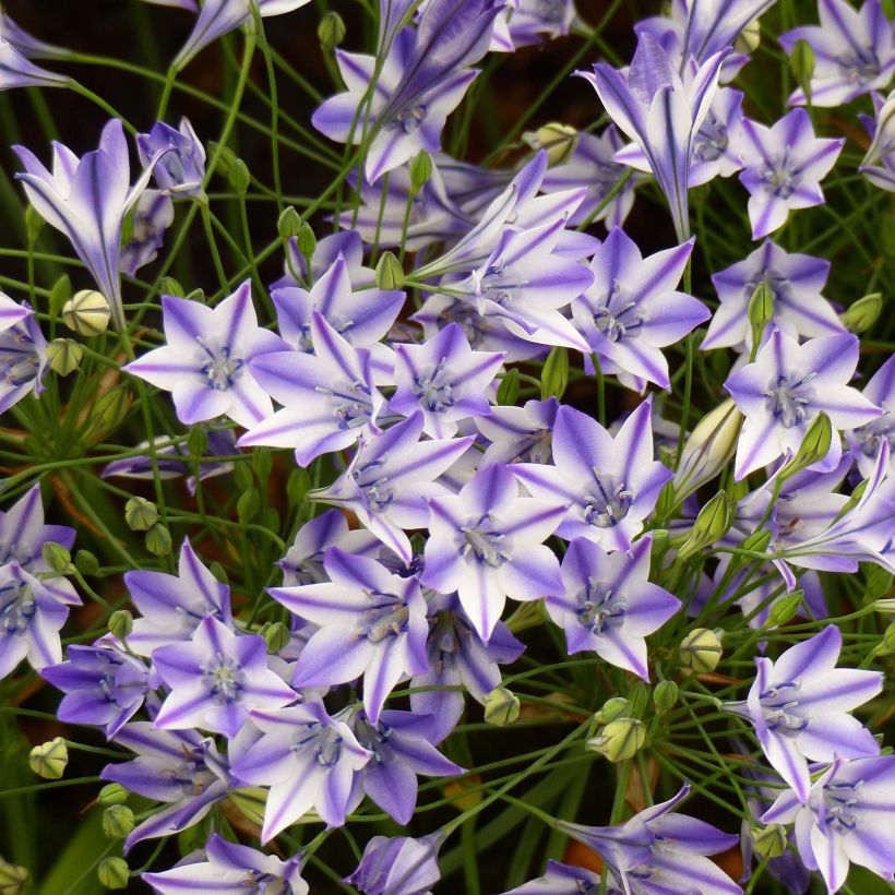 Triteleia Rudy (Flowering)