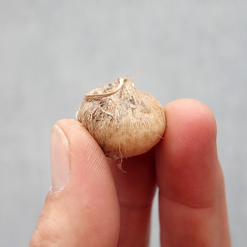 Triteleia Rudy Bulb size 5+ sample as delivered in spring
