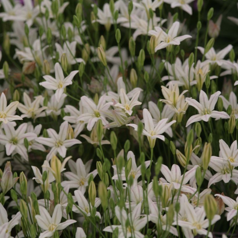 Triteleia laxa Silver Queen (Flowering)