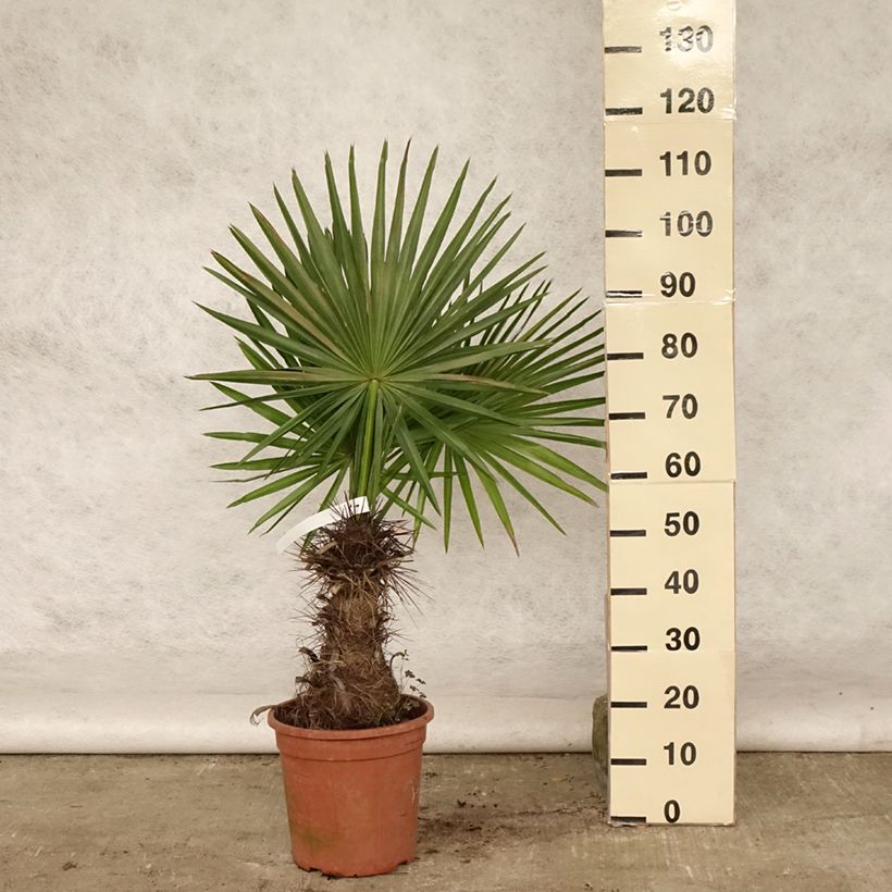 Trithrinax campestris - Caranday Palm 7.5L/10L pot sample as delivered in summer