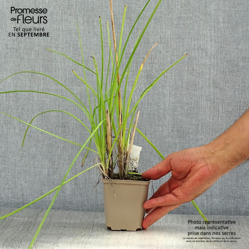 Kniphofia uvaria Banana Popsicle - Red Hot Poker 8/9 cm pot sample as delivered in summer