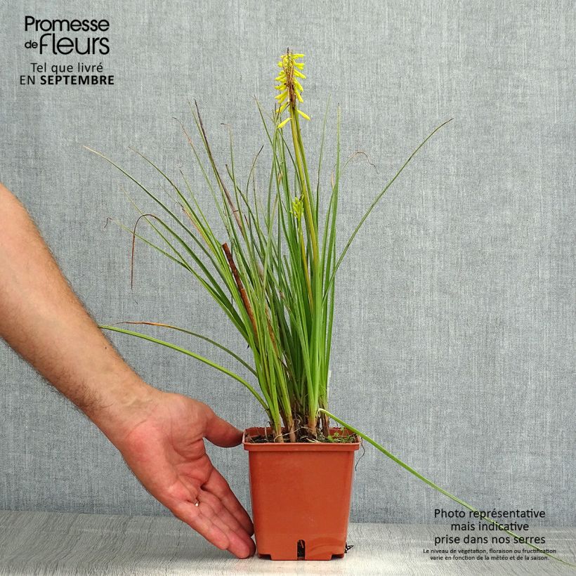 Kniphofia uvaria Lemon Popsicle - Red Hot Poker 8/9 cm pot sample as delivered in summer