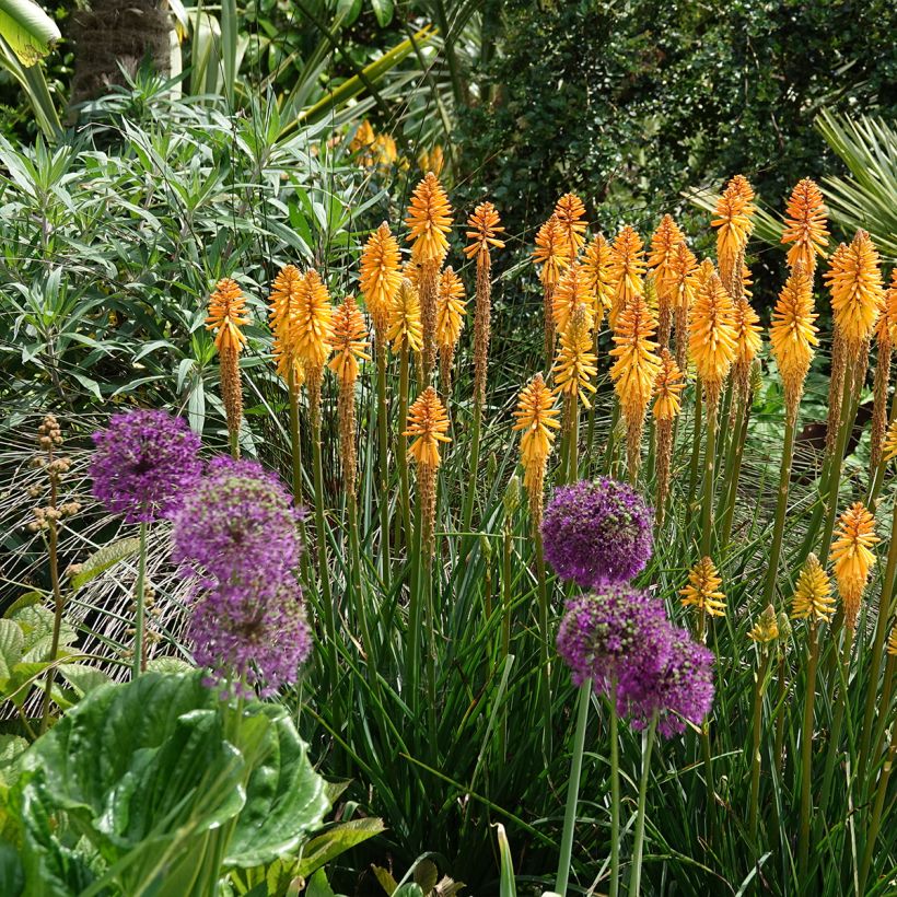 Kniphofia Mango Popsicle - Red Hot Poker (Plant habit)