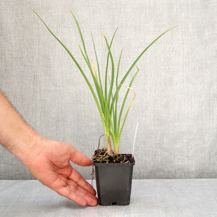 Kniphofia Mango Popsicle - Red Hot Poker 8/9 cm pot sample as delivered in summer