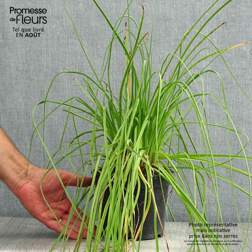 Kniphofia uvaria Nancys Red - Red Hot Poker 2L/3L pot sample as delivered in summer