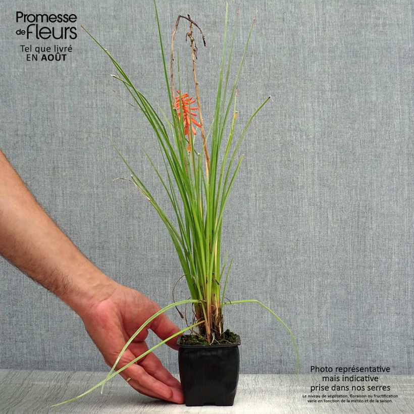 Kniphofia uvaria Papaya Popsicle - Red Hot Poker 8/9 cm pot sample as delivered in summer