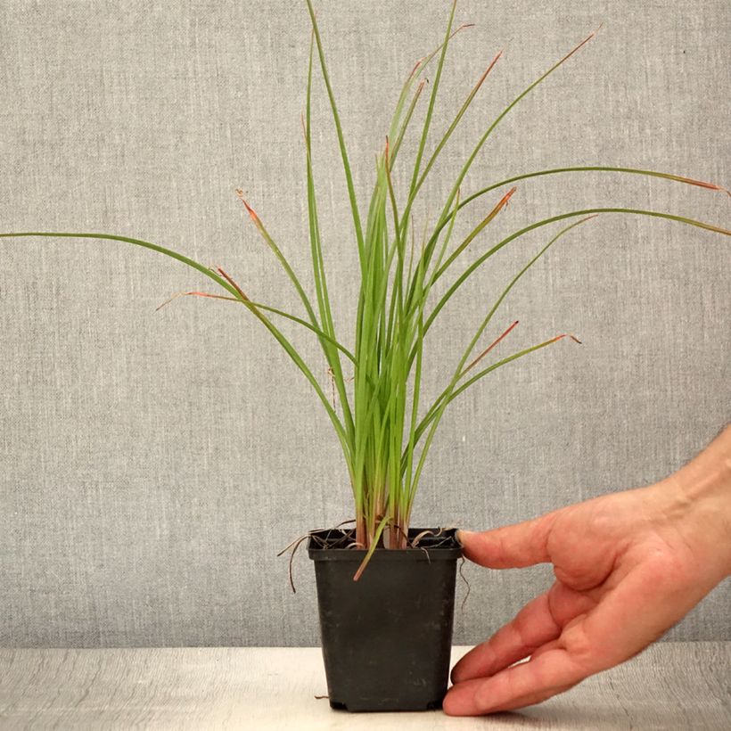 Kniphofia Pineapple Popsicle - Red Hot Poker 8/9 cm pot sample as delivered in summer