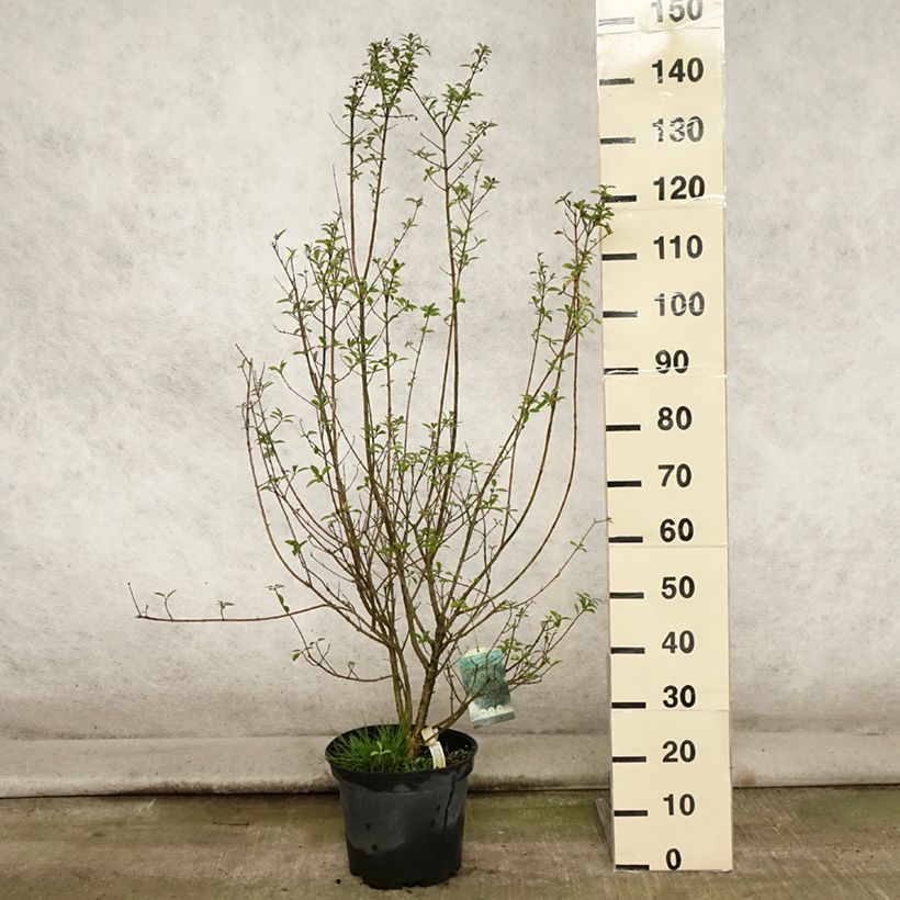 Common Privet - Ligustrum vulgare Atrovirens 7.5L/10L pot sample as delivered in summer