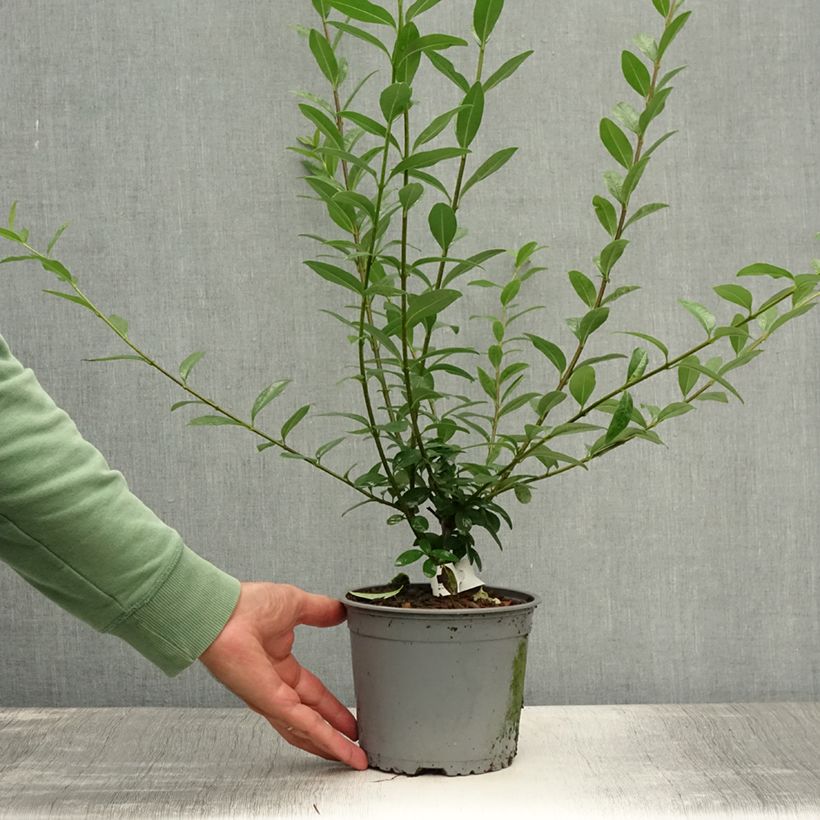 Common Privet - Ligustrum vulgare Atrovirens Bare root sample as delivered in summer