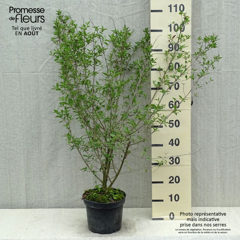 Common Privet - Ligustrum vulgare Atrovirens 4L/5L pot sample as delivered in summer