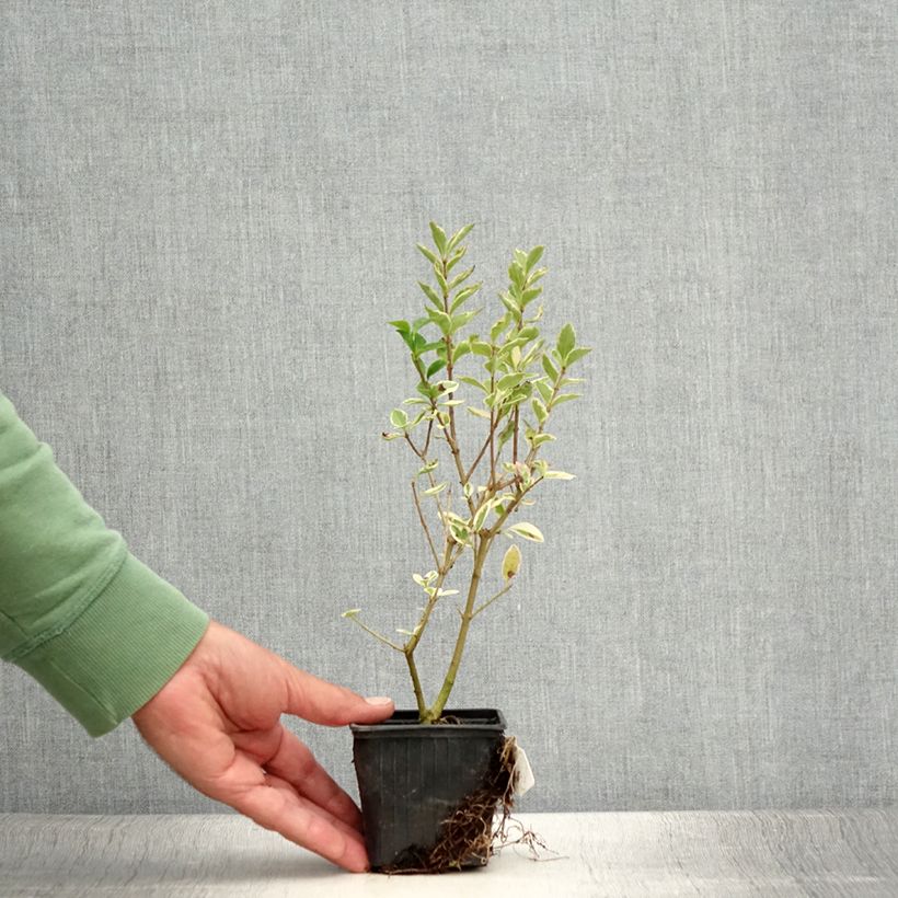 Ligustrum ovalifolium Argenteum - Garden Privet 8/9 cm pot sample as delivered in summer