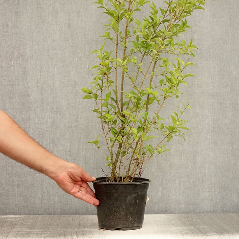Ligustrum ovalifolium Lemon and Lime - Garden Privet 2L/3L pot sample as delivered in summer