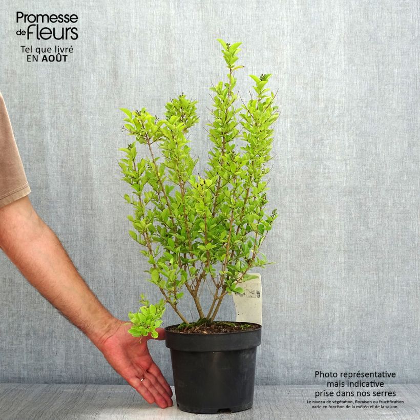Ligustrum ovalifolium Green Diamond - Garden Privet 2L/3L pot 40/50cm sample as delivered in summer