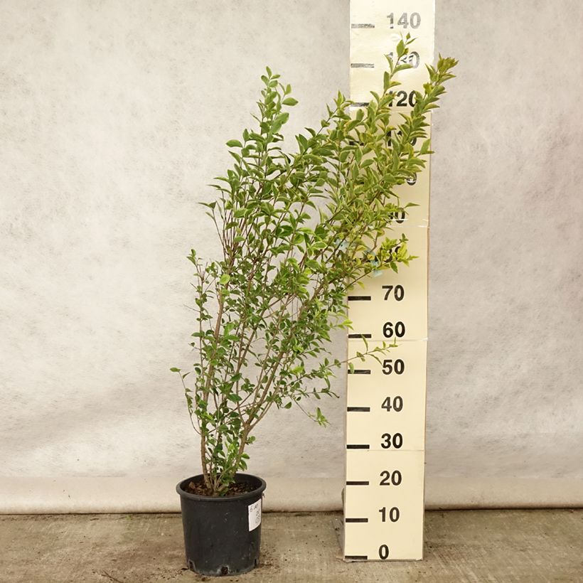 Golden Privet - Ligustrum ovalifolium Aureum 7.5L/10L pot sample as delivered in summer