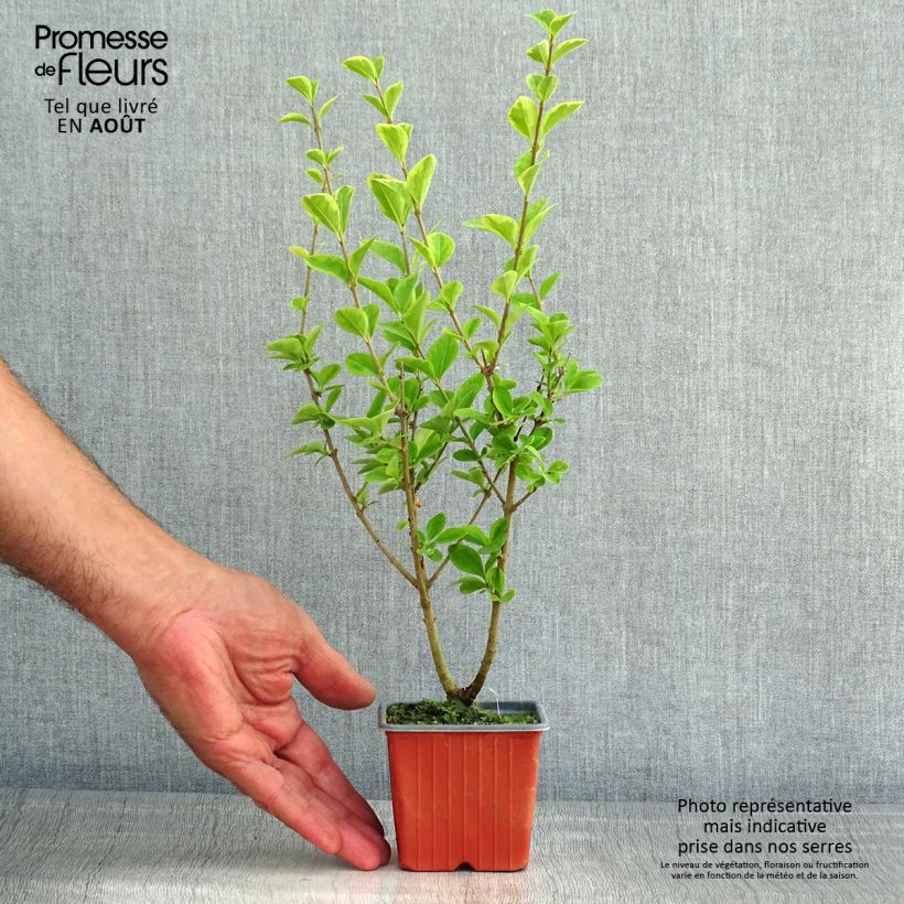 Golden Privet - Ligustrum ovalifolium Aureum 8/9 cm pot sample as delivered in summer