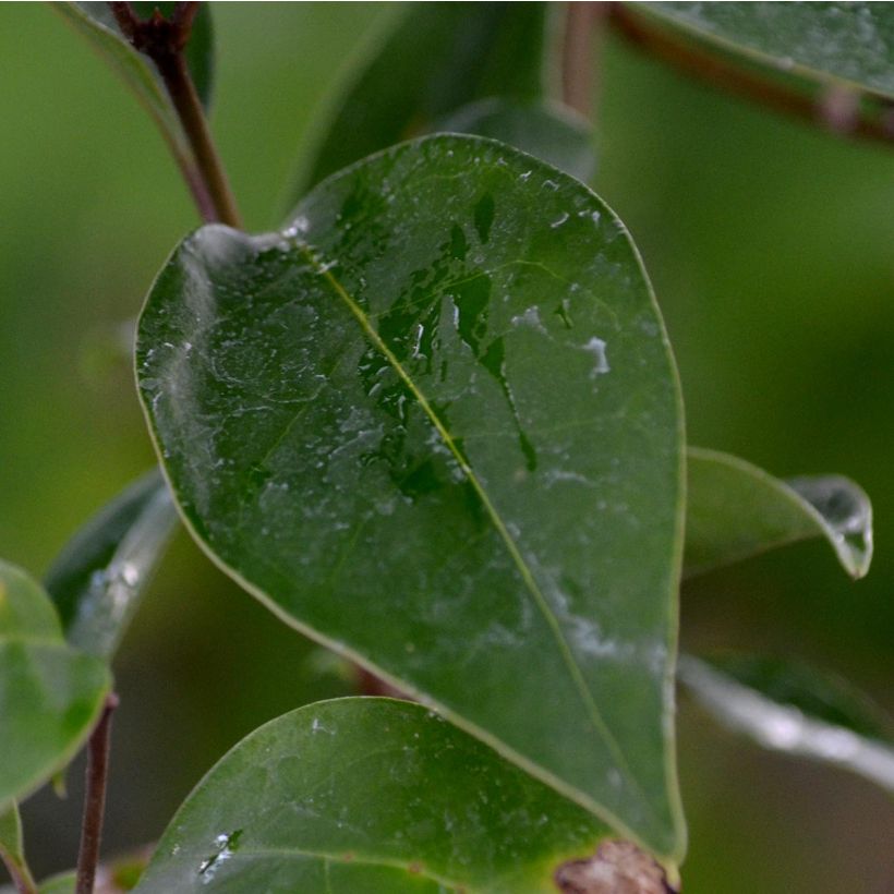 Ligustrum japonicum - Japanese Privet (Foliage)