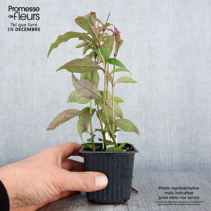 Ligustrum japonicum - Japanese Privet 8/9 cm pot sample as delivered in autumn