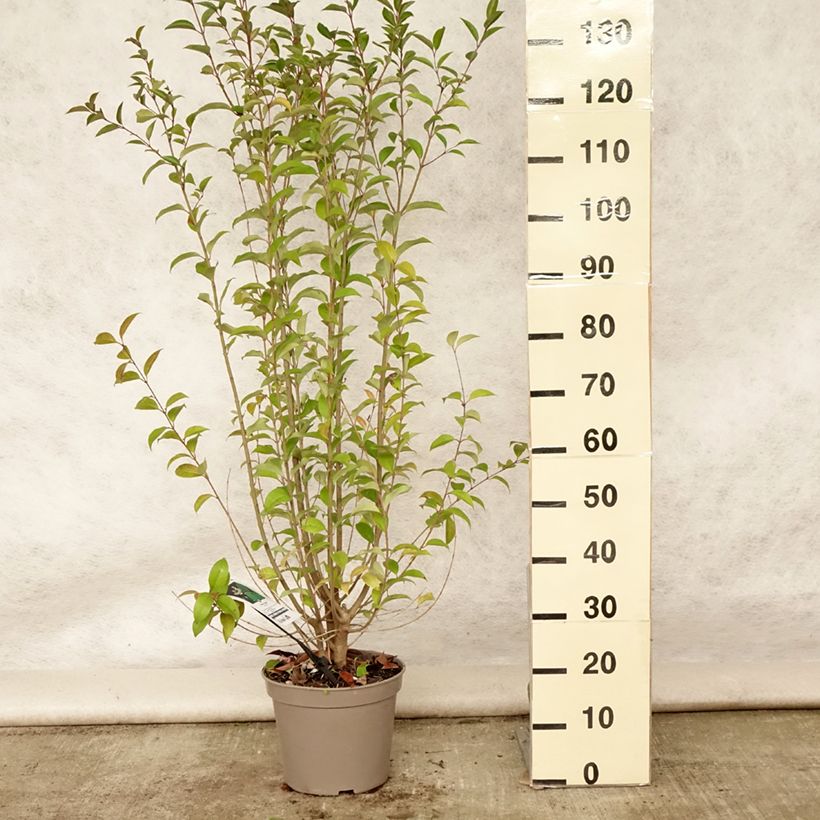 Ligustrum japonicum - Japanese Privet 7.5L/10L pot sample as delivered in summer