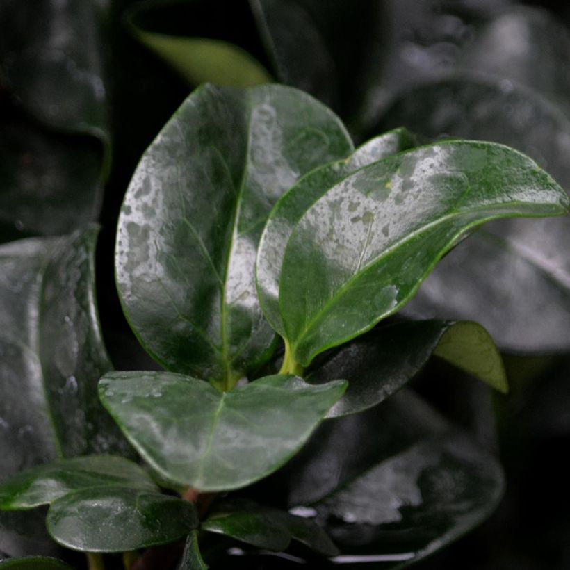 Ligustrum japonicum Rotundifolium - Japanese Privet (Foliage)