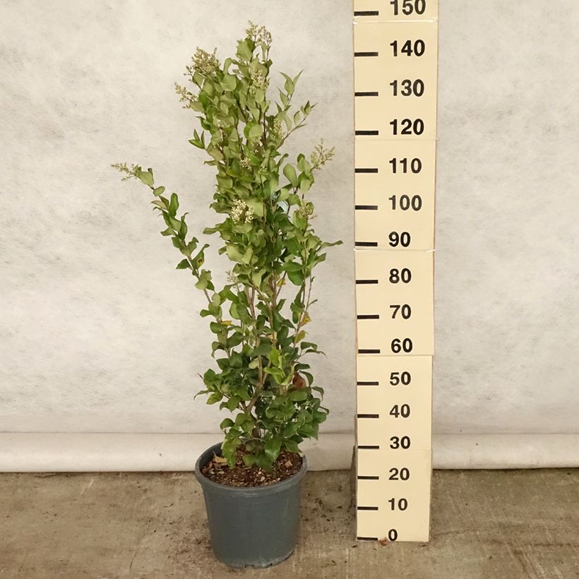 Ligustrum japonicum Texanum - Japanese Privet 7.5L/10L pot sample as delivered in summer