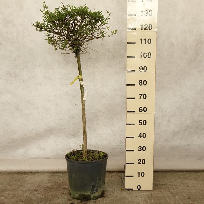 Ligustrum delavayanum - Privet 7.5L/10L pot sample as delivered in summer