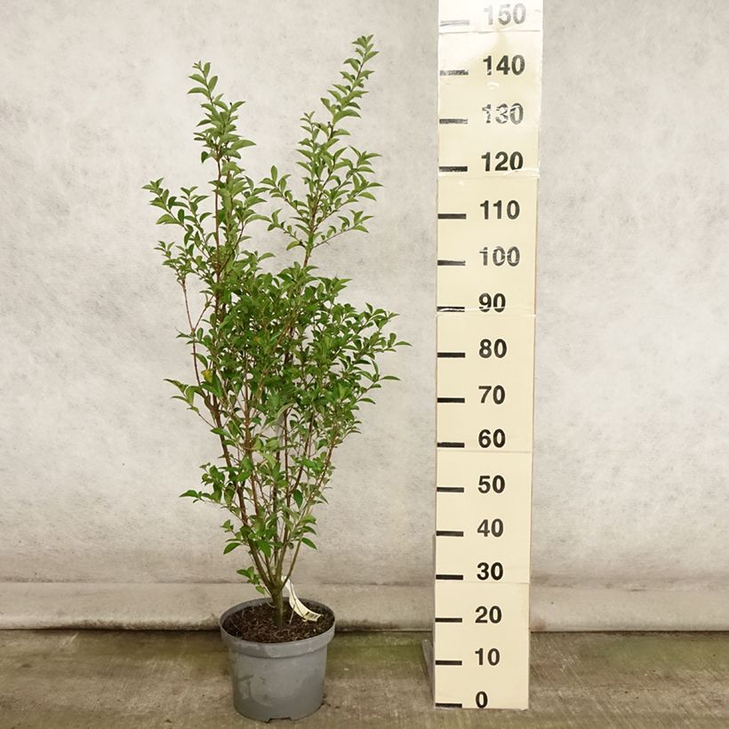 Ligustrum ovalifolium - Privet 7.5L/10L pot sample as delivered in summer