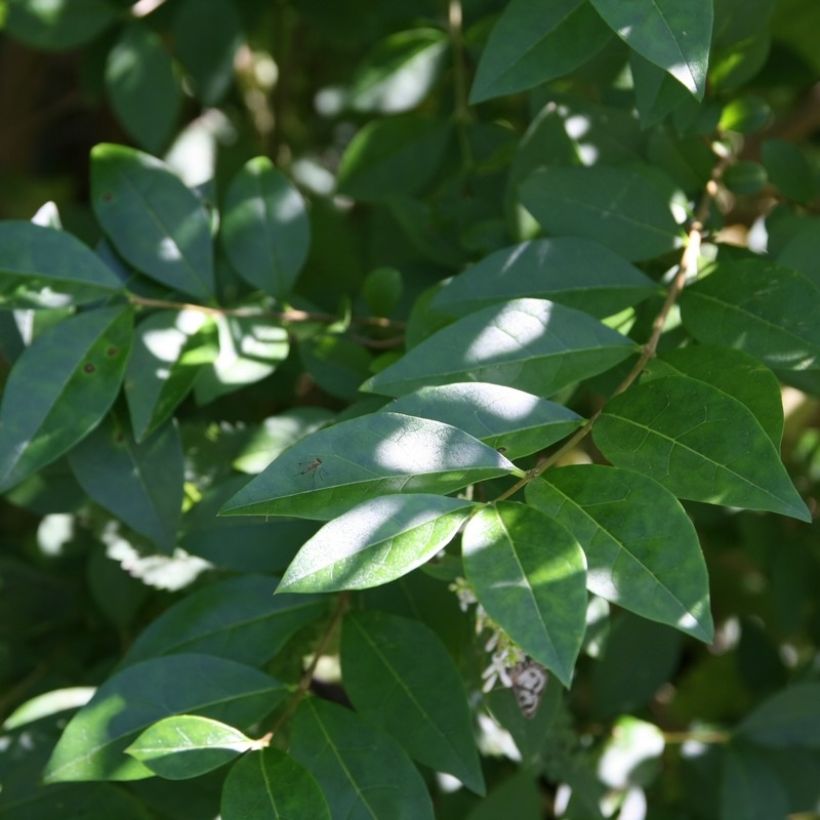 Ligustrum ovalifolium - Privet (Foliage)