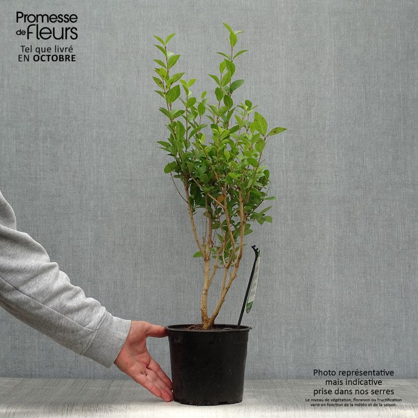 Ligustrum ovalifolium - Privet 2L/3L pot sample as delivered in autumn