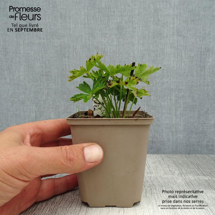 Trollius europaeus  8/9 cm pot sample as delivered in summer