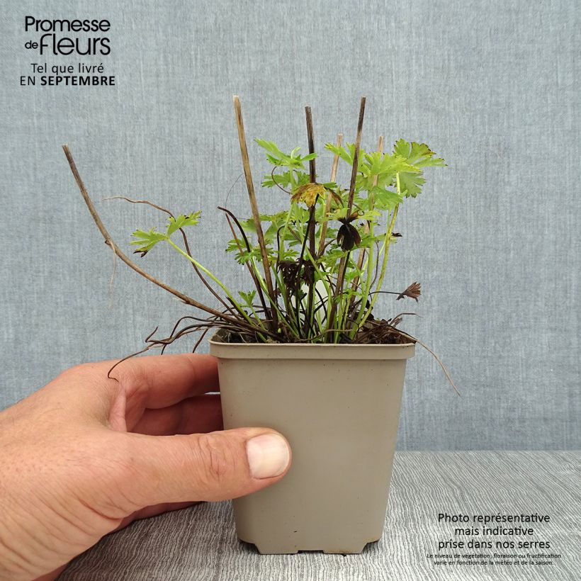 Trollius pumilus - Dwarf Globeflower 8/9 cm pot sample as delivered in summer