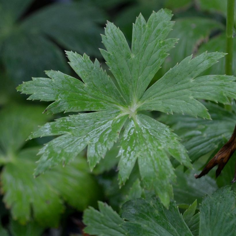 Trollius chinensis Golden Queen (Foliage)