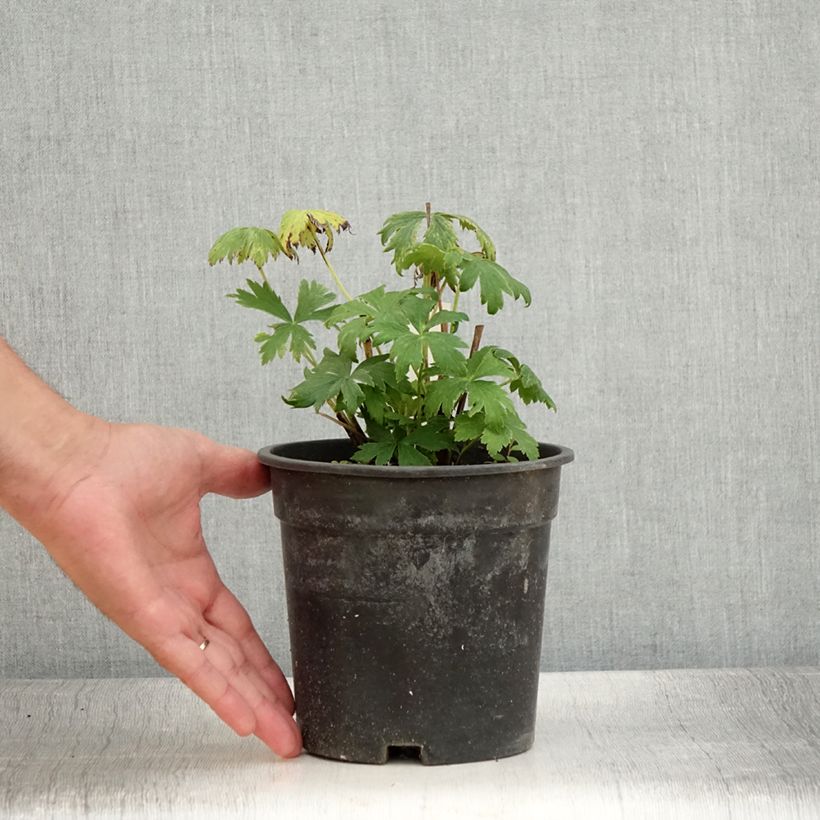 Trollius chinensis Golden Queen 2L/3L pot sample as delivered in summer
