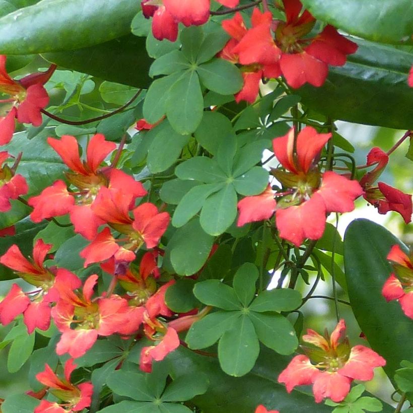 Tropaeolum speciosum (Foliage)