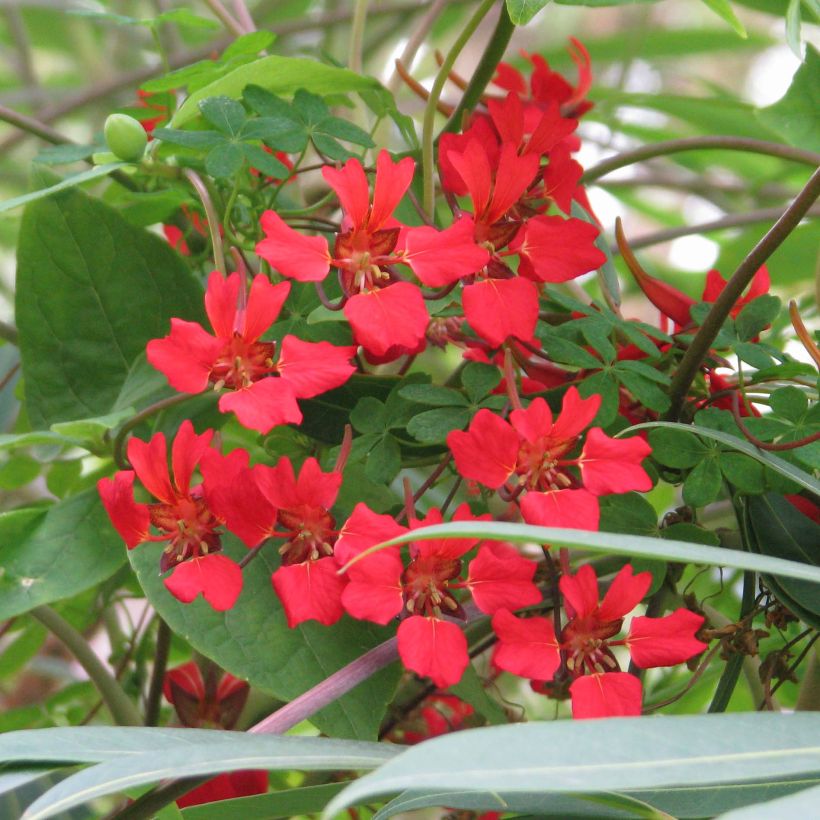 Tropaeolum speciosum (Flowering)