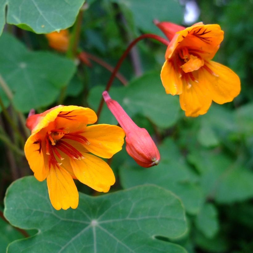 Tropaeolum tuberosum Ken Aslet (Flowering)