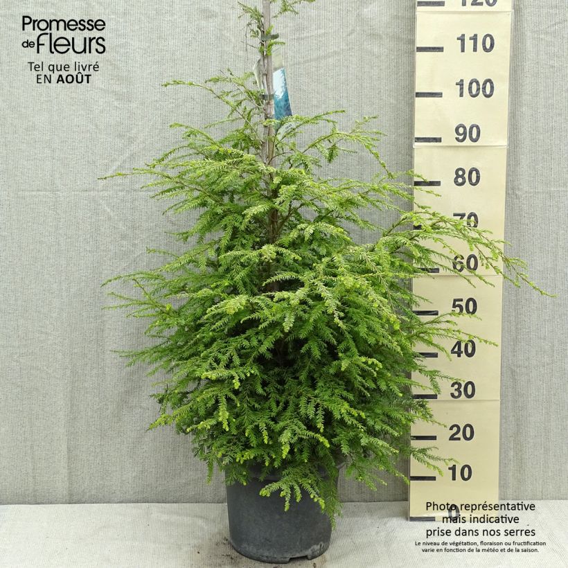 Tsuga canadensis - Eastern Hemlock 3L/4L pot sample as delivered in summer
