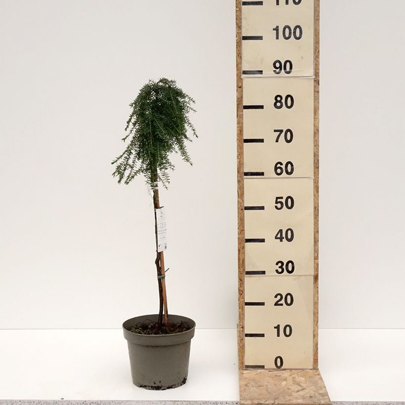 Tsuga heterophylla Thorsen's Weeping - Western Hemlock 4L/5L pot sample as delivered in winter