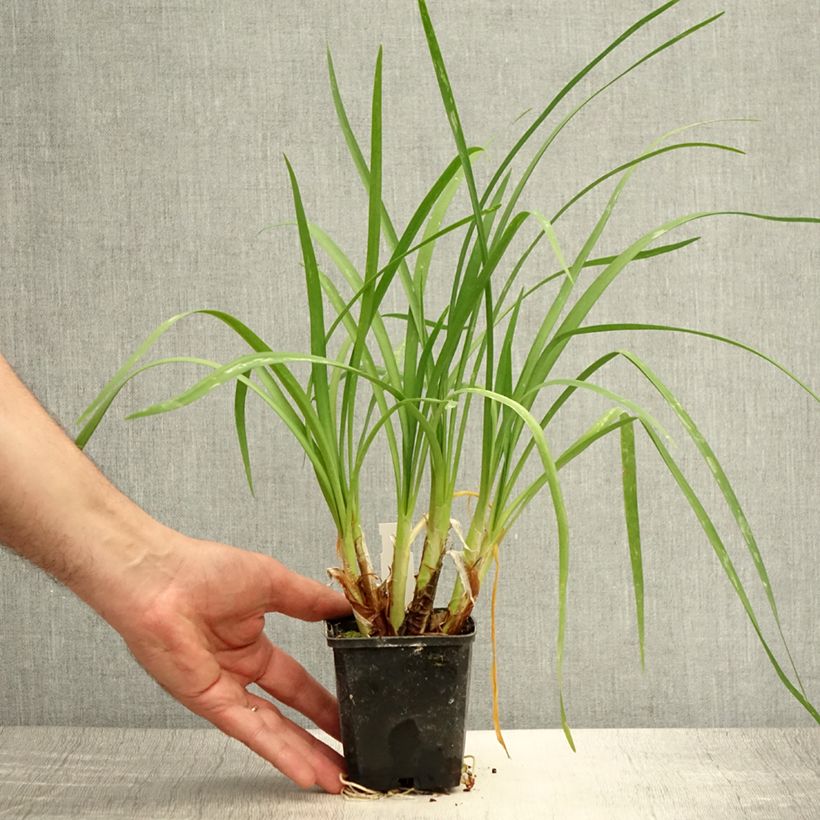 Tulbaghia cominsii Violacea - Society Garlic 8/9 cm pot sample as delivered in summer