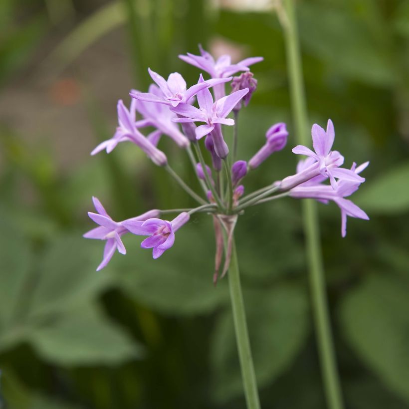 Tulbaghia violacea Kilimanjaro (Flowering)